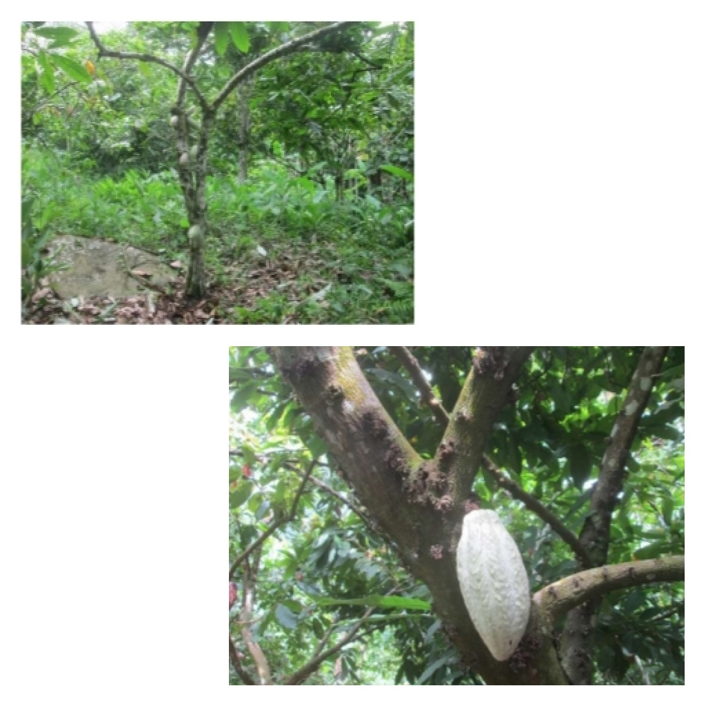 Patanemoのカカオツリー