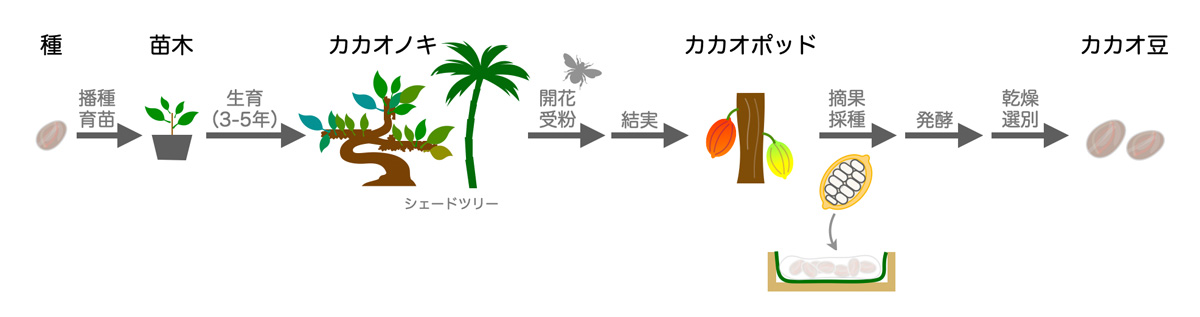 カカオ豆ができるまでの流れ